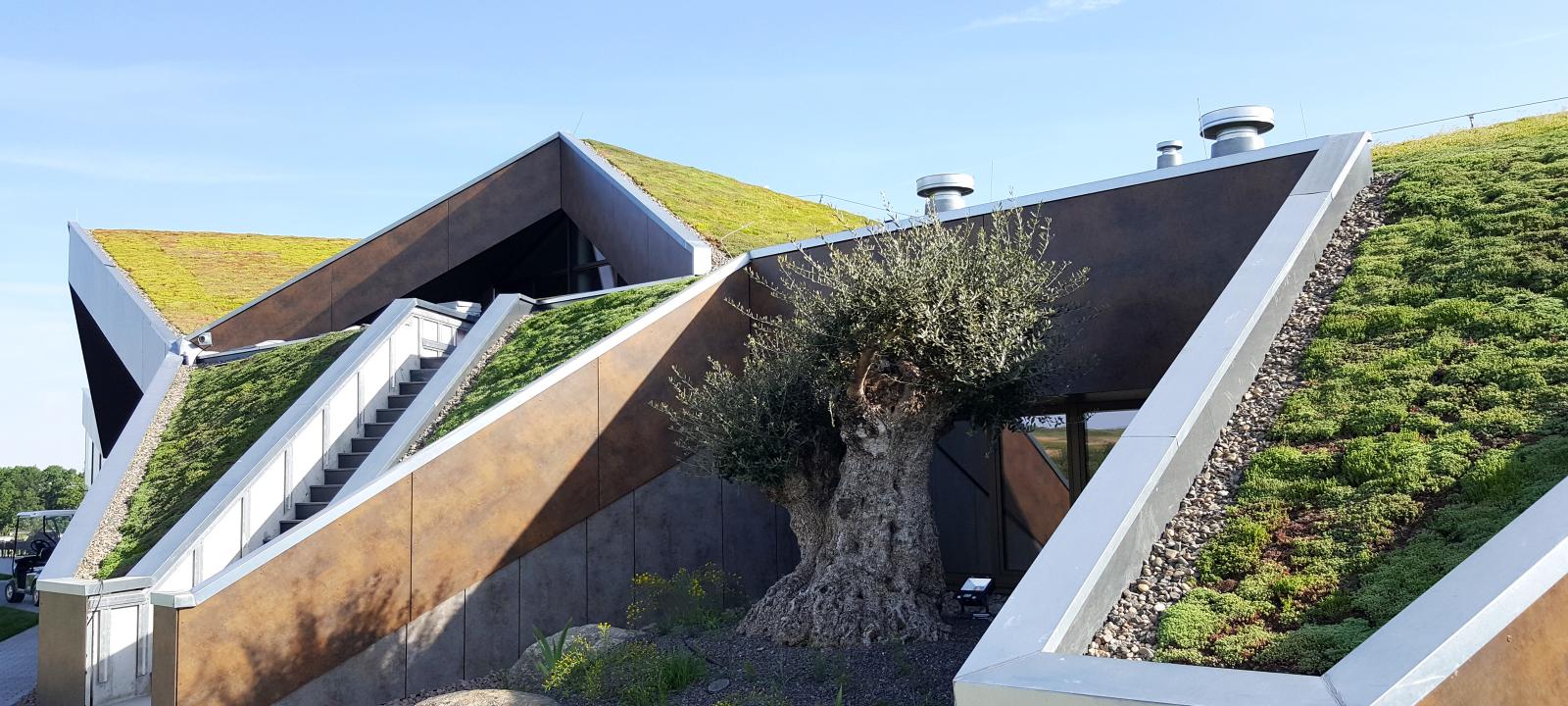 Olive tree in front of a building with a pitched green roof
