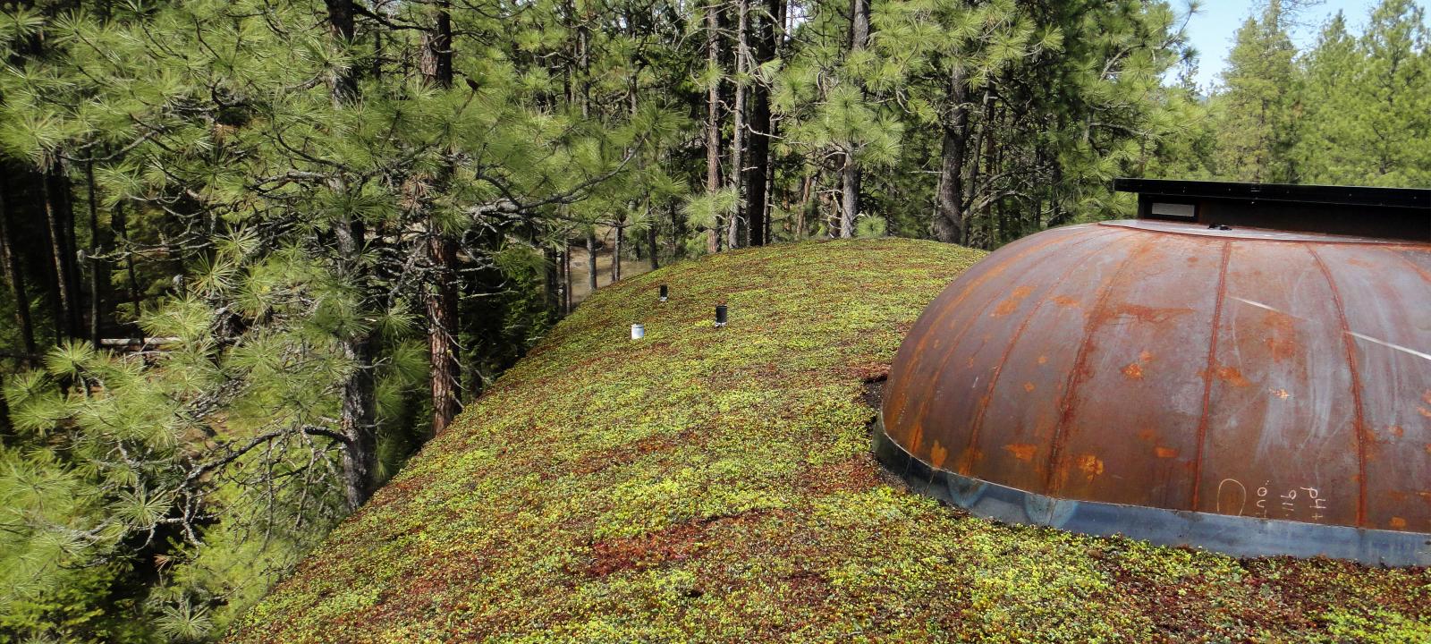 Sloped green roof surrounded by trees