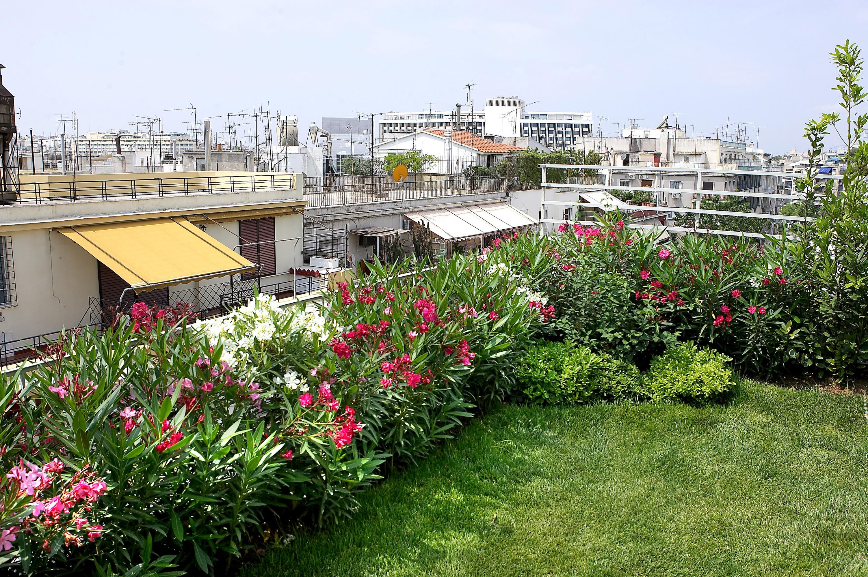 Roof garden with lawn and Oleander