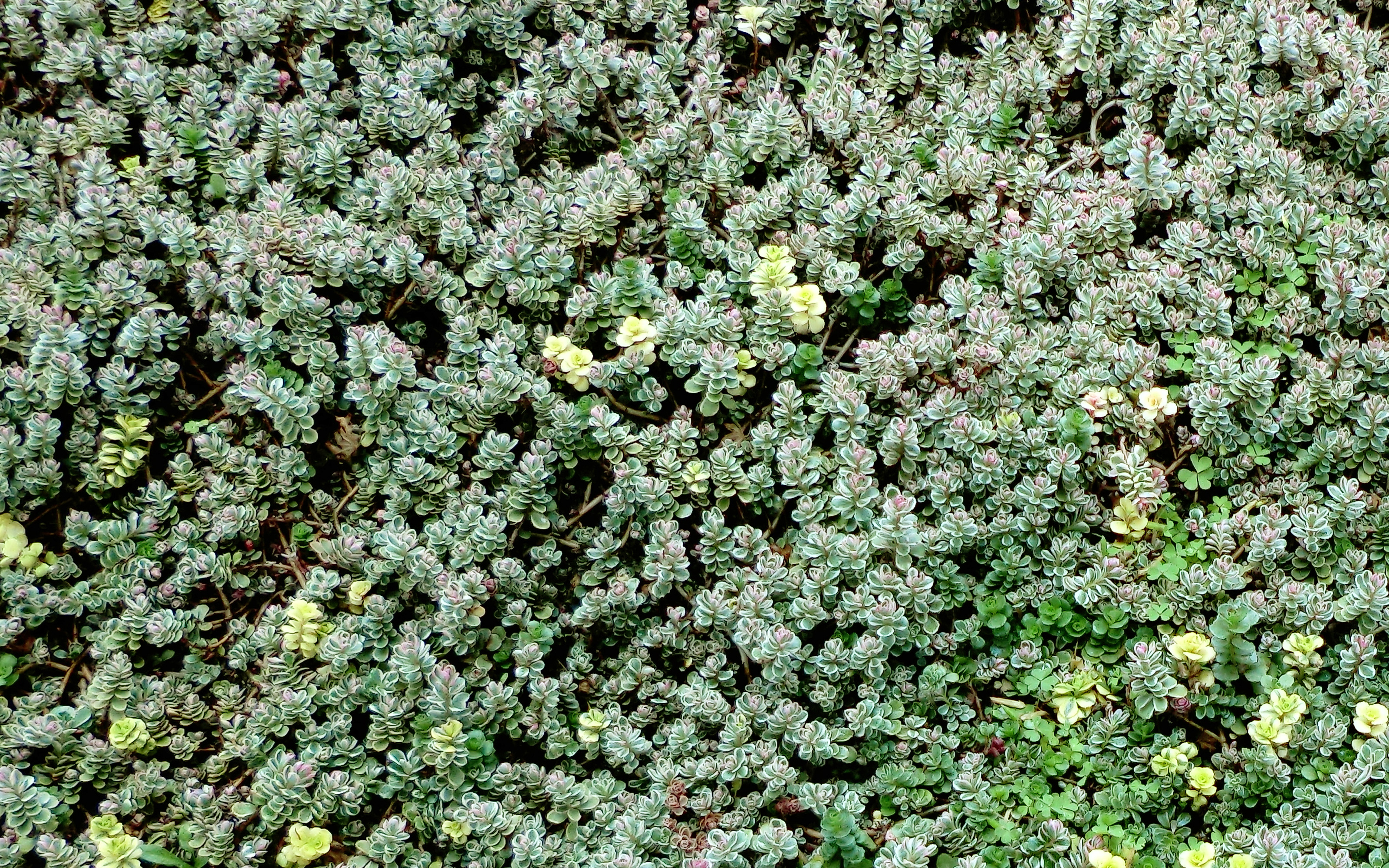 Sedum vegetation