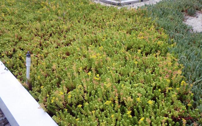 Sedum vegetation on a roof